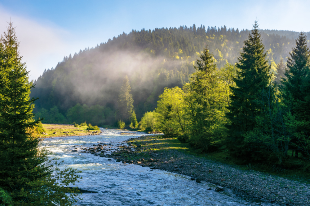 Mountain stream runs through forest in morning light.