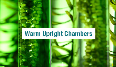 Warm Upright Chambers